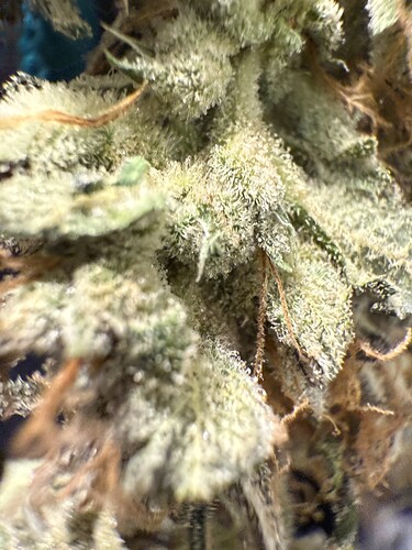 Growreport Bild 2
