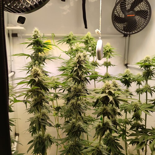 Growreport Bild 15