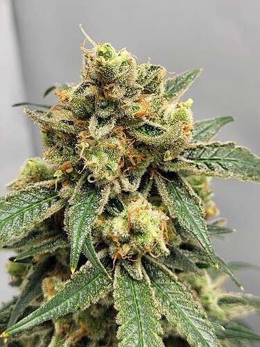 Growreport Bild 2