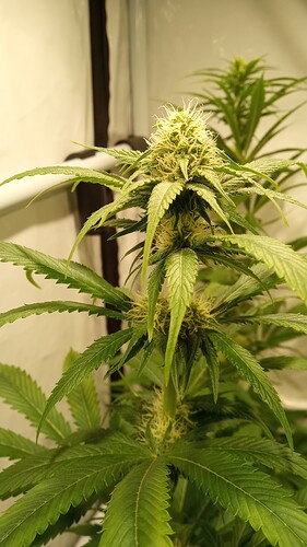 Growreport Bild 25