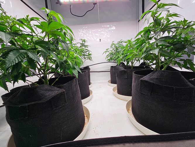 Growreport Bild 2
