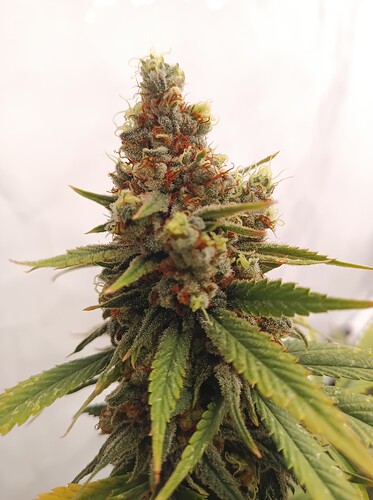 Growreport Bild 24
