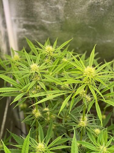 Growreport Bild 29