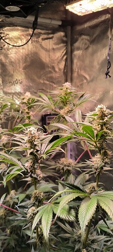 Growreport Bild 7
