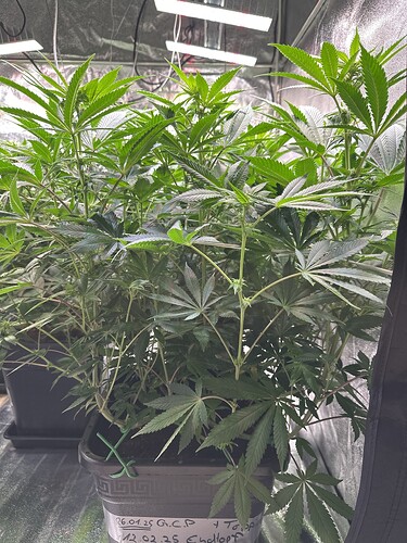 Growreport Bild 17