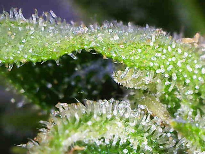 Growreport Bild 3