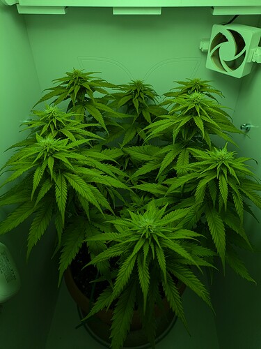 Growreport Bild 2