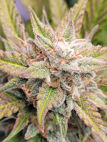 Growreport Bild 14