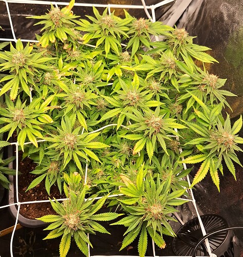 Growreport Bild 8