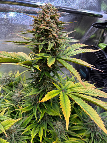 Growreport Bild 11