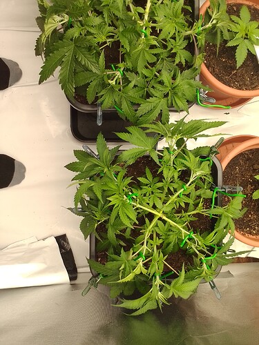 Growreport Bild 8