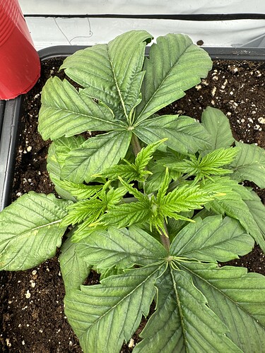 Growreport Bild 3