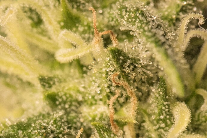 Growreport Bild 7