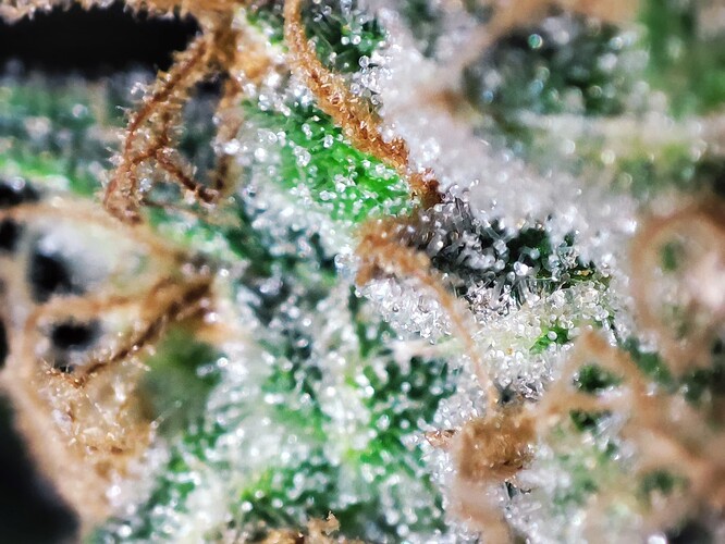 Growreport Bild 58