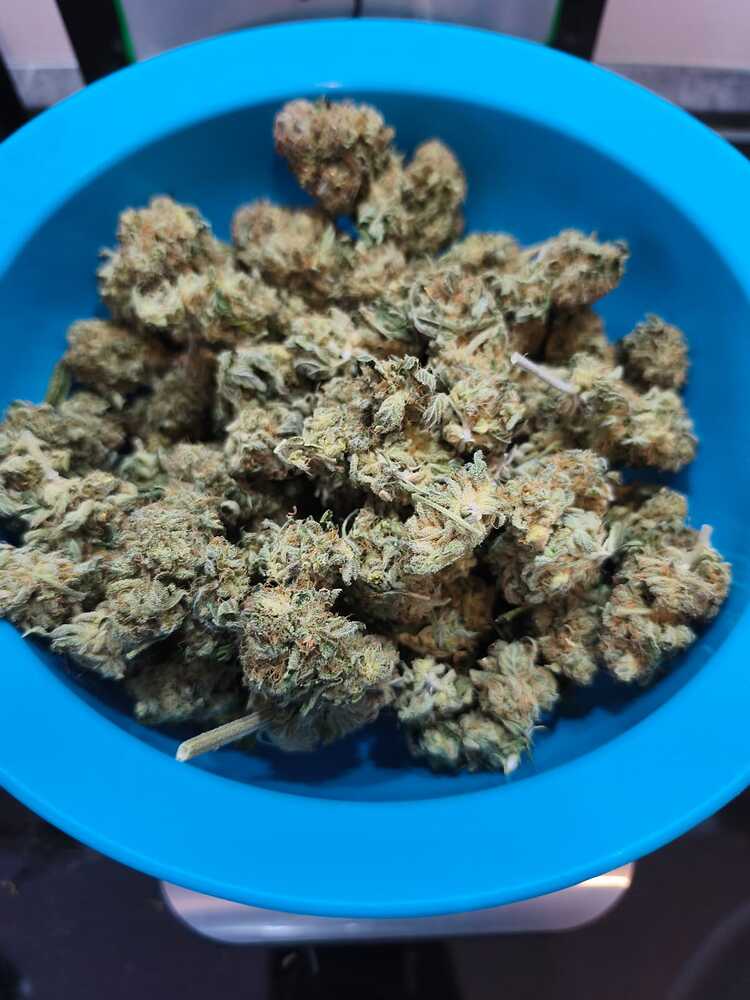 3. Grow mit Überraschungstüte > Barney´s Farm Seeds