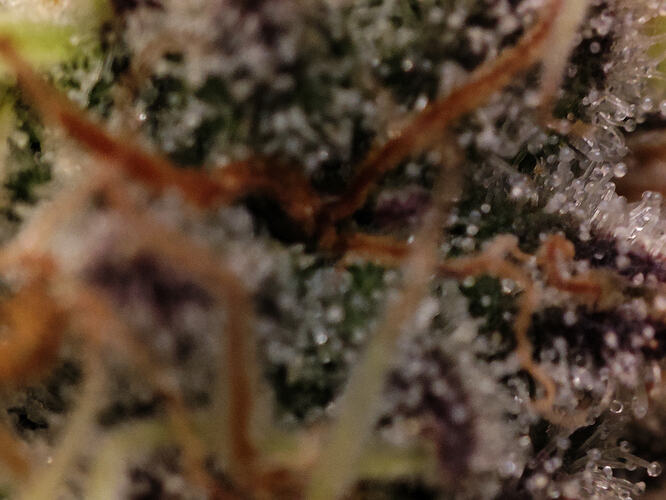 Growreport Bild 81