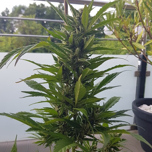 Growreport Bild 7