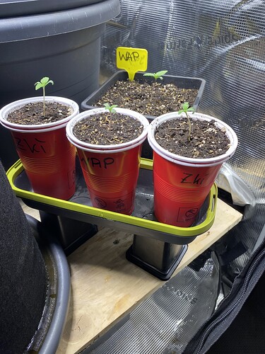 Growreport Bild 44