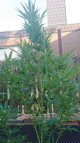 Growreport Bild 1