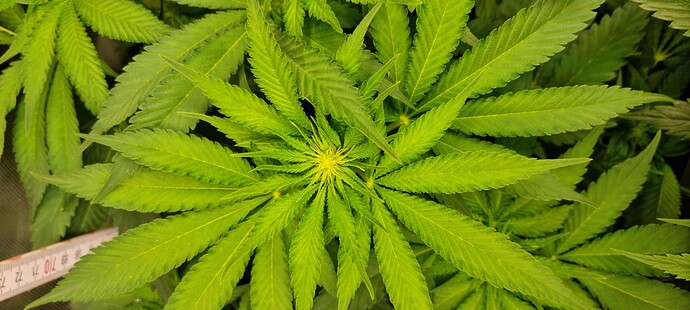 Growreport Bild 27