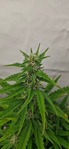 Growreport Bild 15