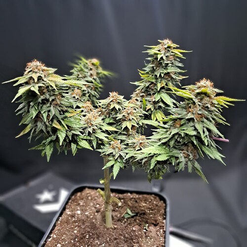 Growreport Bild 43