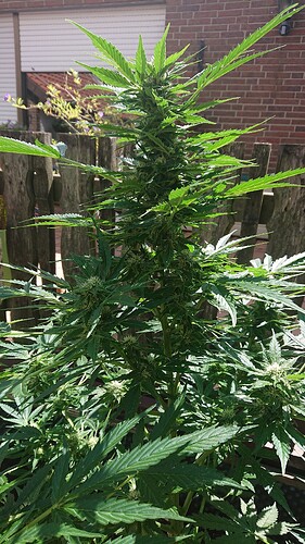 Growreport Bild 29