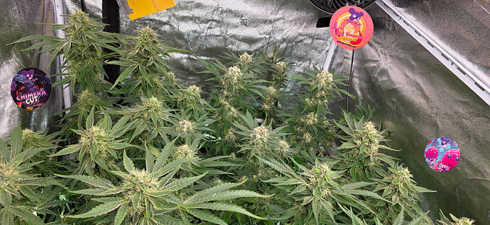 Growreport Bild 13