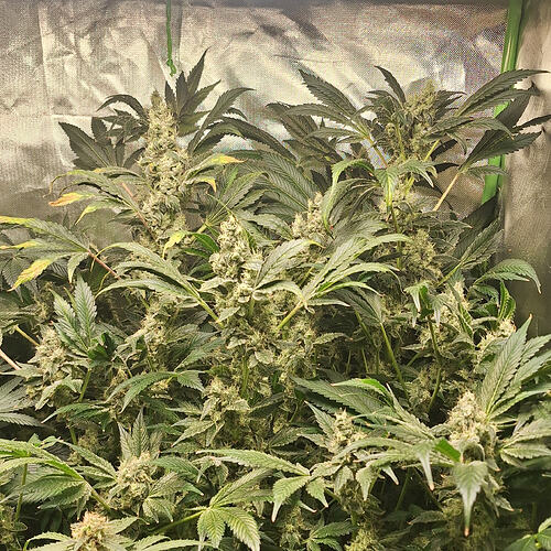 Growreport Bild 2