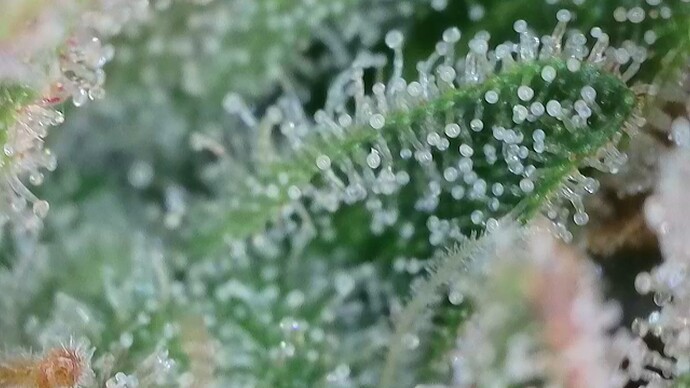 Growreport Bild 57