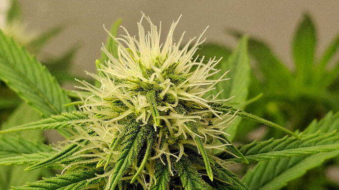 Growreport Bild 254