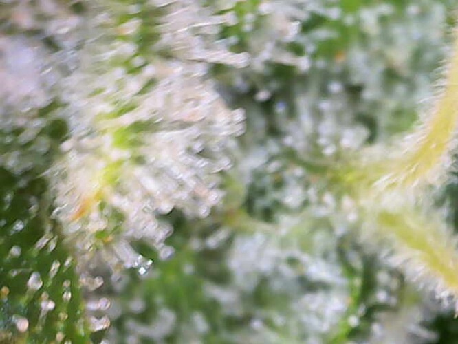 Growreport Bild 12