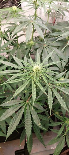 Growreport Bild 4