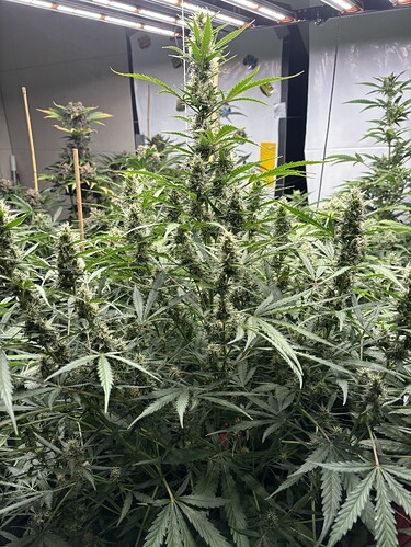 Growreport Bild 52