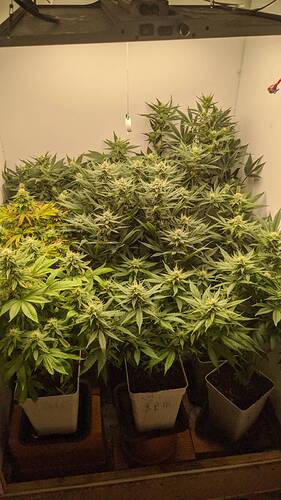 Growreport Bild 12