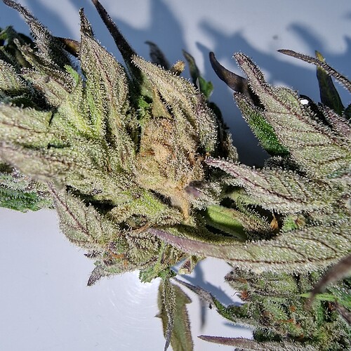 Growreport Bild 5