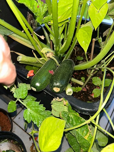 Growreport Bild 26