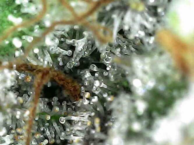 Growreport Bild 33