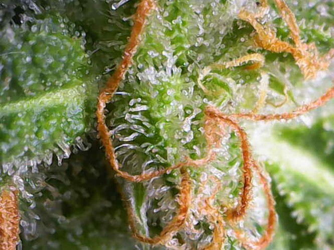 Growreport Bild 12