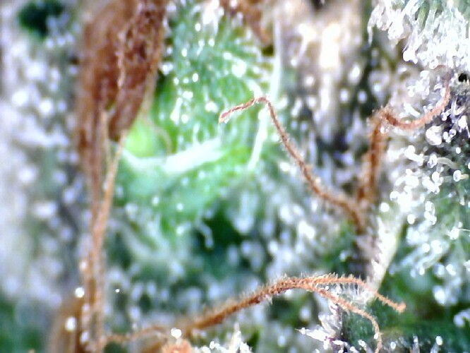 Growreport Bild 31