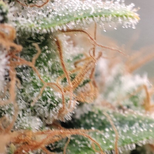 Growreport Bild 91