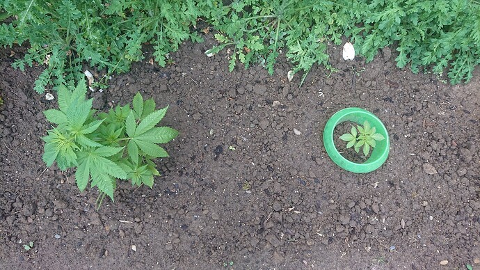 Growreport Bild 10
