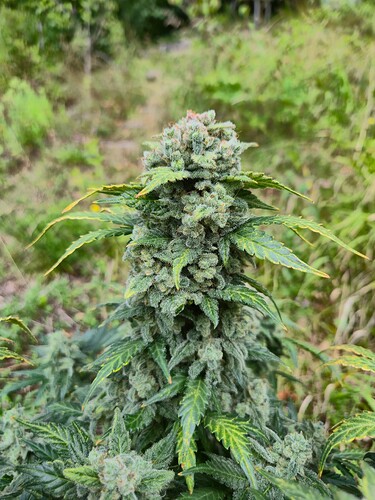Growreport Bild 3