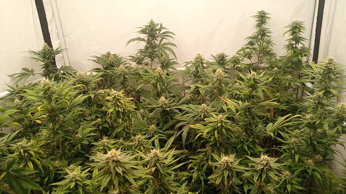 Growreport Bild 12