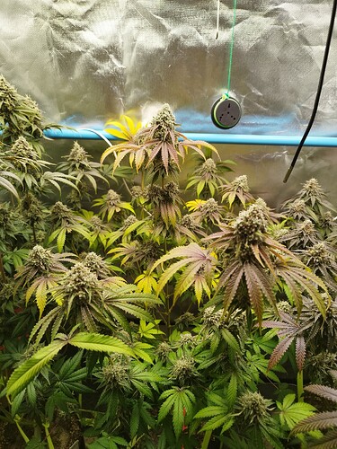 Growreport Bild 15