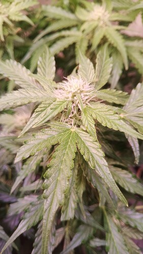 Growreport Bild 8