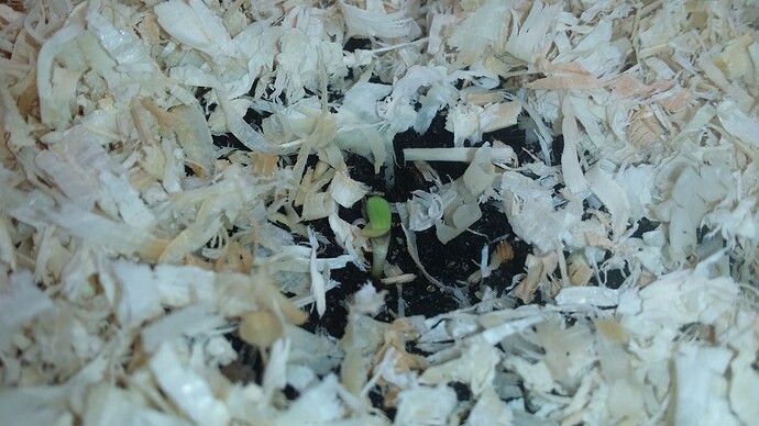 Growreport Bild 82
