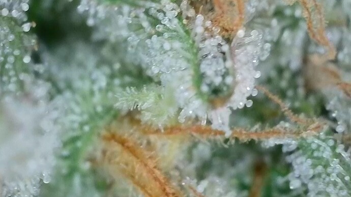 Growreport Bild 31