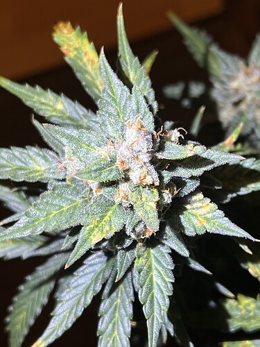 Growreport Bild 12