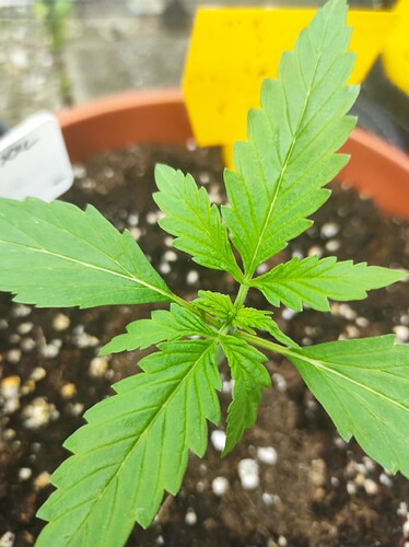 Growreport Bild 4